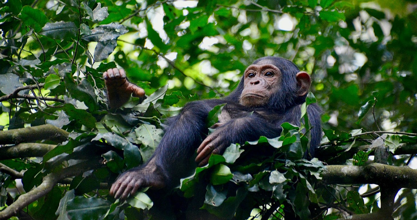 young chimpanzee in a tree young chimpanzee in a tree