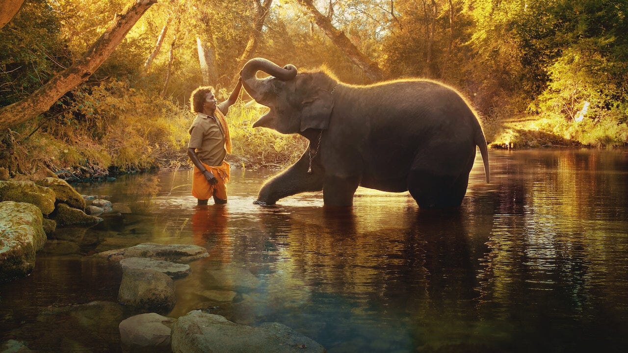 Watch The Elephant Whisperers | Netflix Official Site