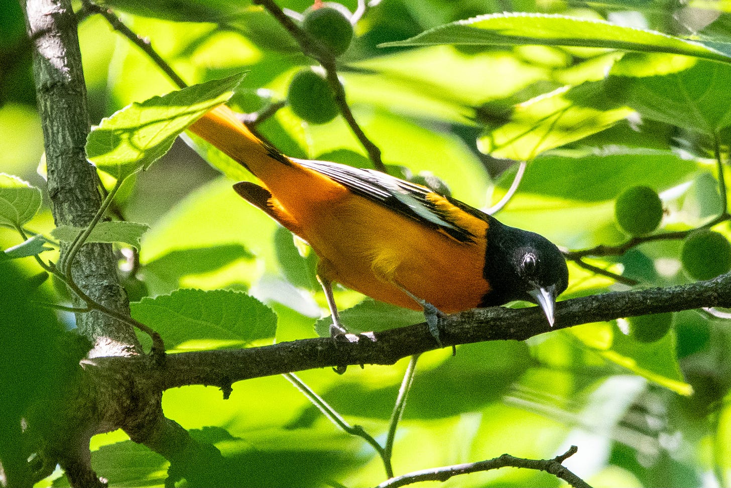 A robin-sized bird with a black head and an orange chest and undertail stands in a tree at an angle, looking down