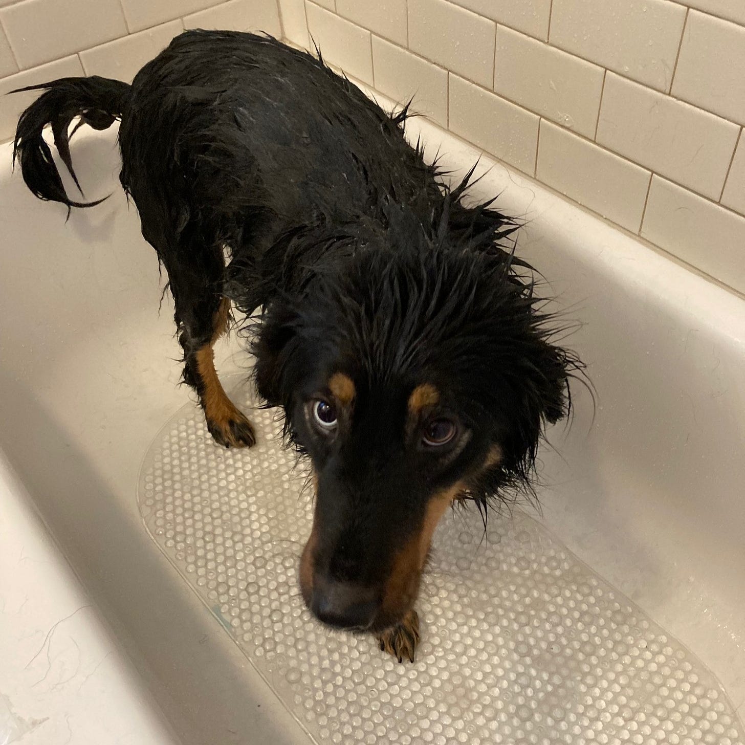 Black and brown dog standing in a bathtub all wet, looking disgruntled