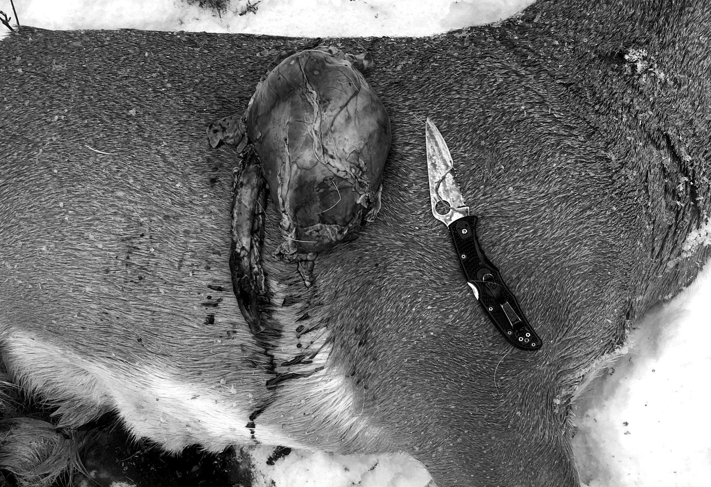 A harvested deer and its heart with a knife.