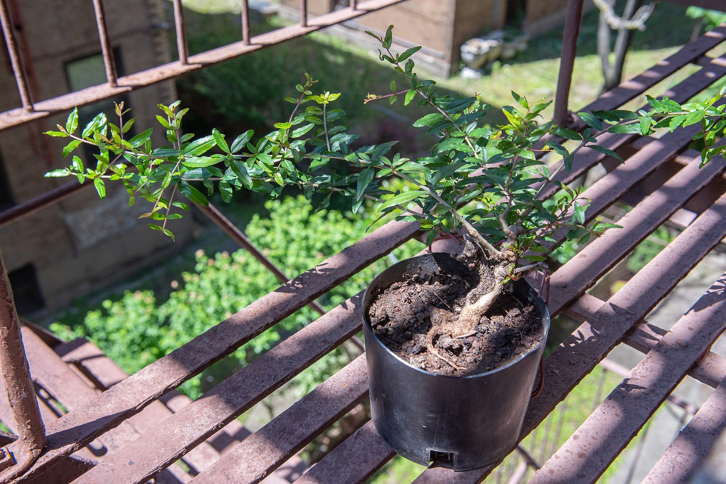 ID: Wide shot of the pomegranate, showing long wobbly branches about 1 foot in length