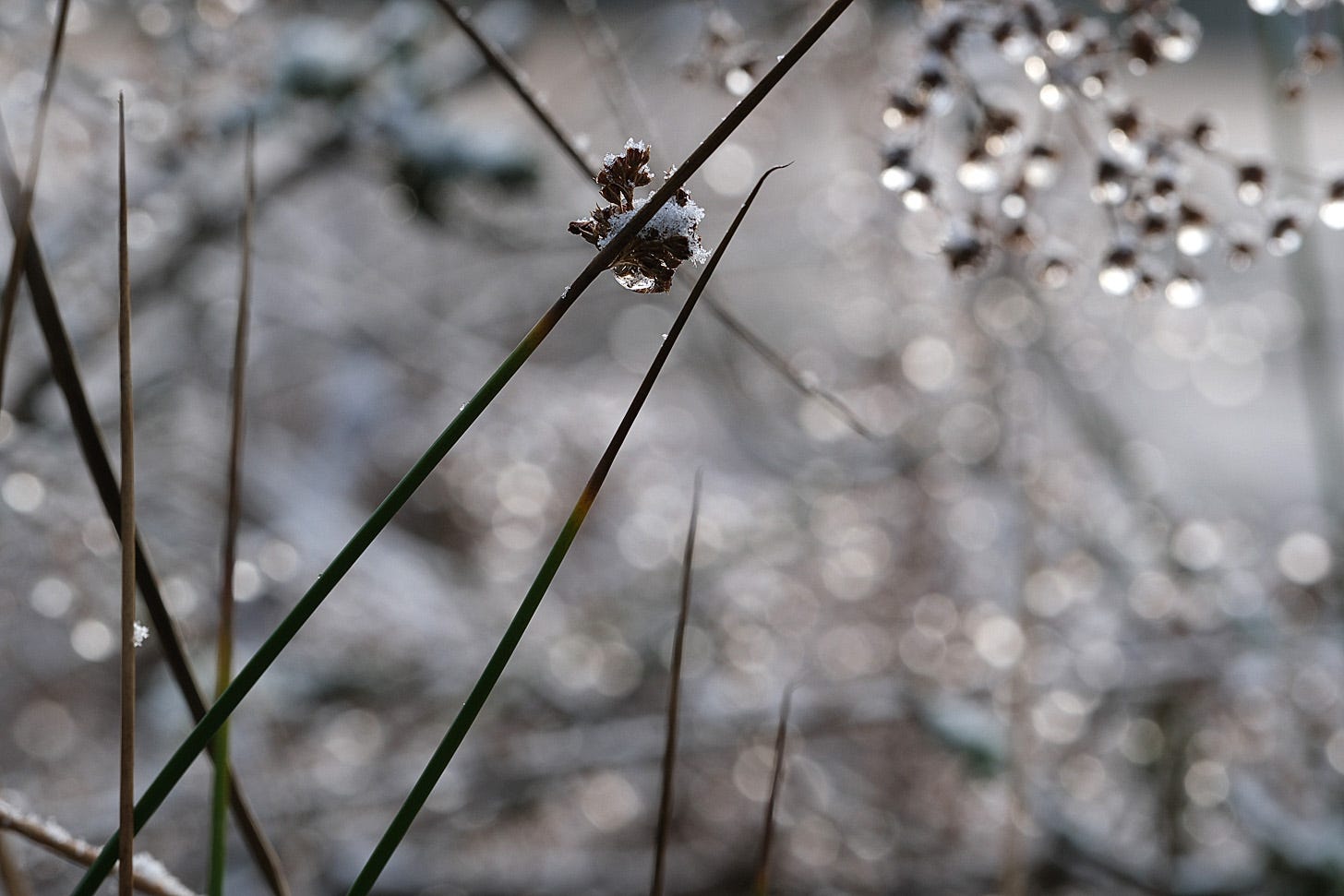 Frozen droplets of water decorate the rushes