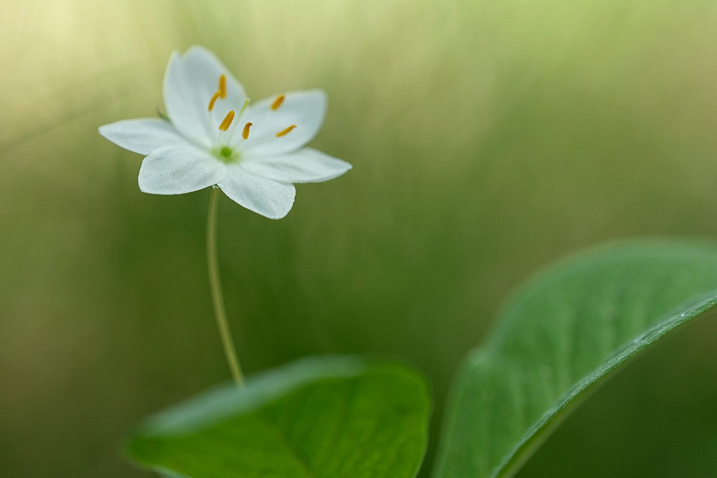 Close up of delicate white arctic starflowers / chickweed wintergreen (Lysimachia europaea)
