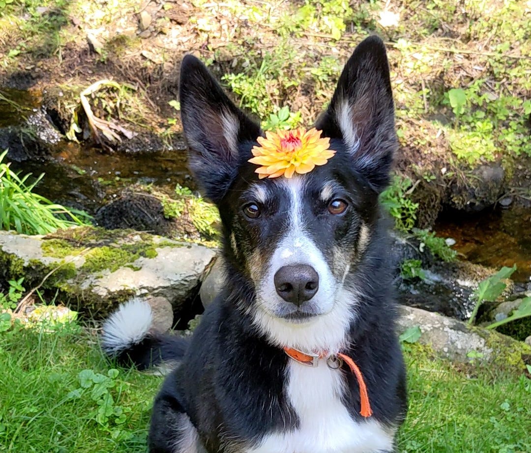Border Collie with a large yellow flower on his forehead