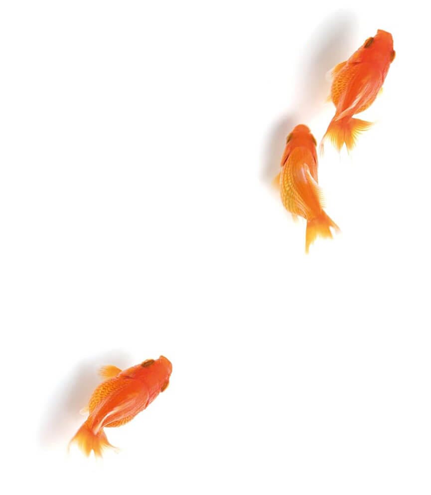 Peces de la portada del libro This is water de Wallace