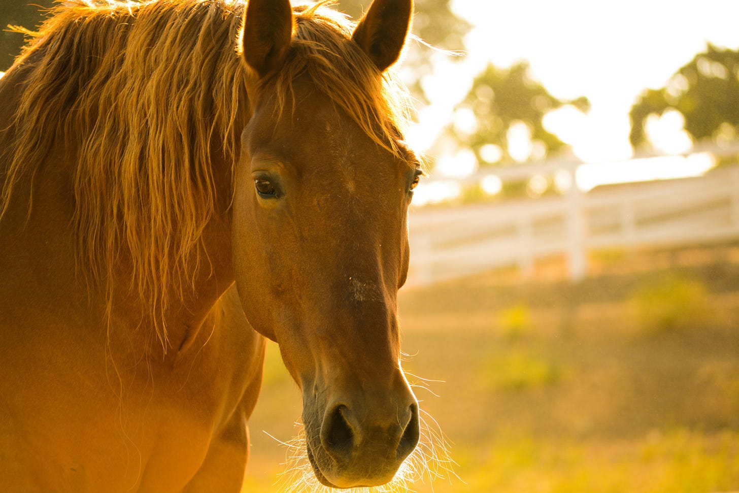 A red horse with a blondish mane stands in a field with a white fence surrounding it. The golden sun shines on the horse and the field.