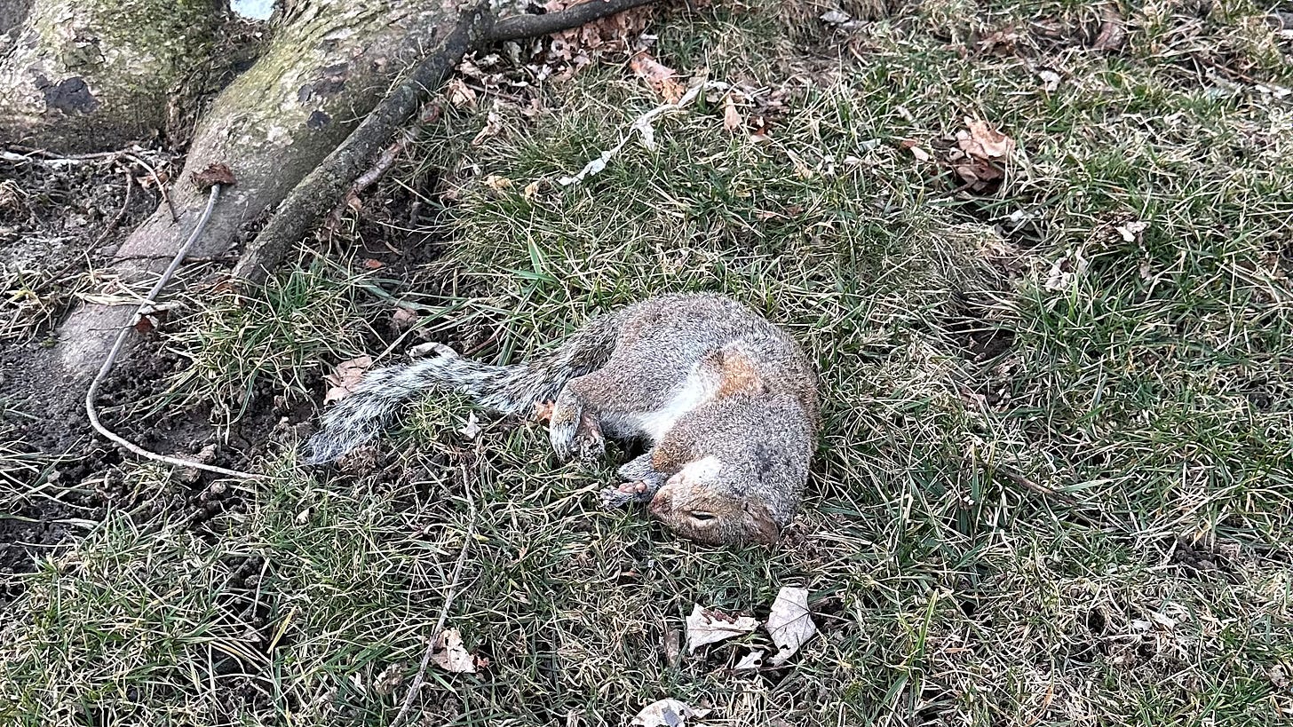 A dead gray squirrel lying at the base of a tree, surrounded by leaves, grass and twigs. 