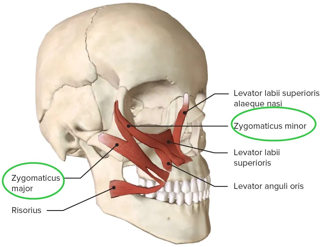 Zygomaticus Minor Muscle- Origin, Insertion and Exercises.