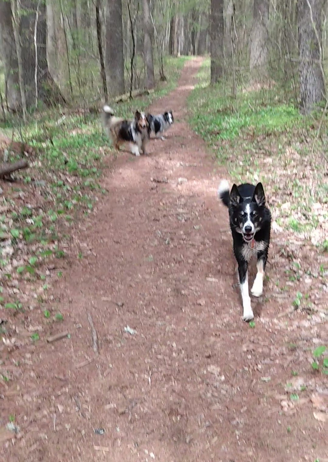 Dog starting to lie down during a recall