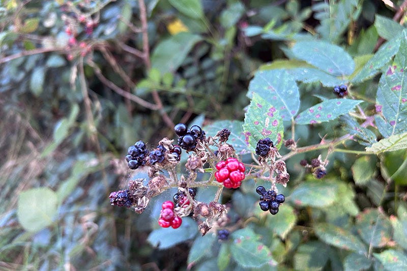 Blackberries in an urban park.