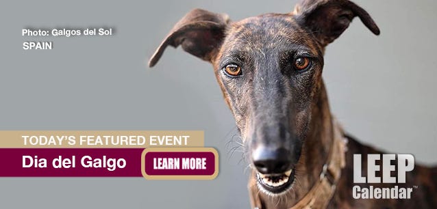 Galgos are an ancient breed of dog often used and abused over the age of three—photo Galgos del Sol