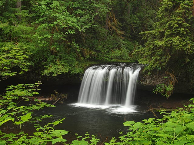 Butte Creek Falls Loop Hike - Hiking in Portland, Oregon and Washington