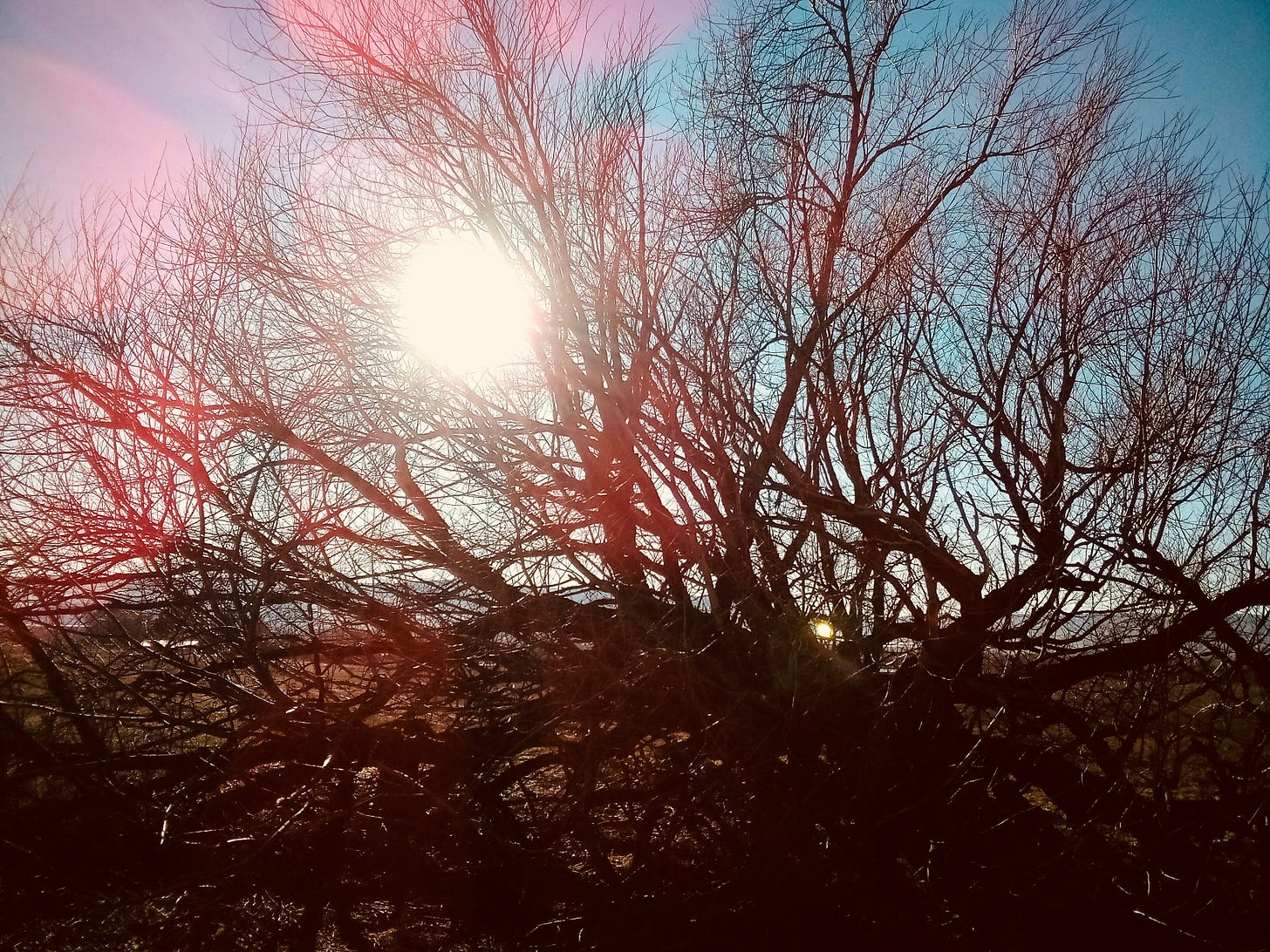 Sunshine through bare tree branches
