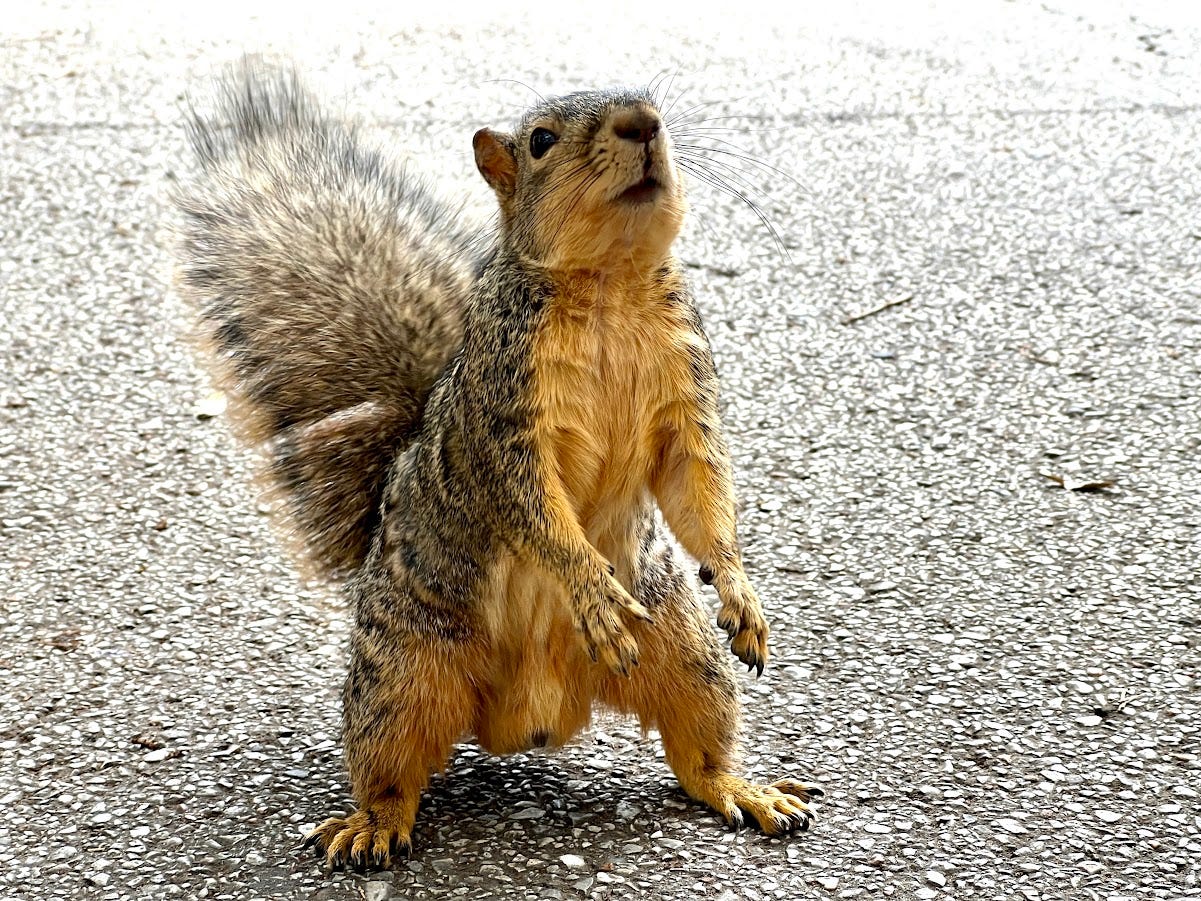 A squirrel standing on its hind legs.