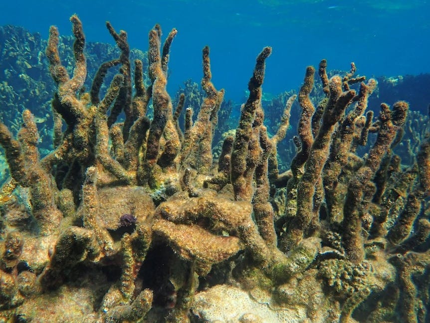 Underwater photograph of finger-like coral, it has been overgrown by a sickly-green algae.