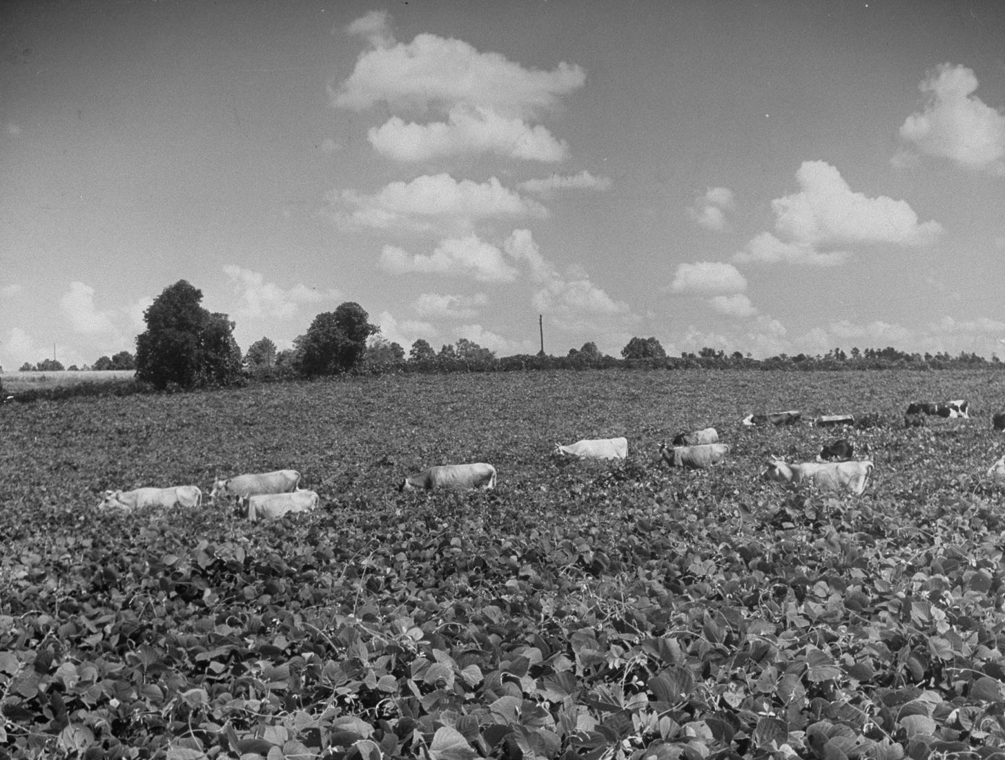 Cows graze in a field of kudzu in 1949.