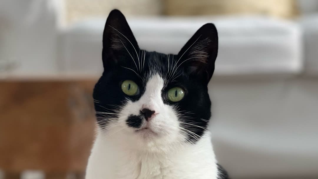 zoomed in on a black and white cat's head