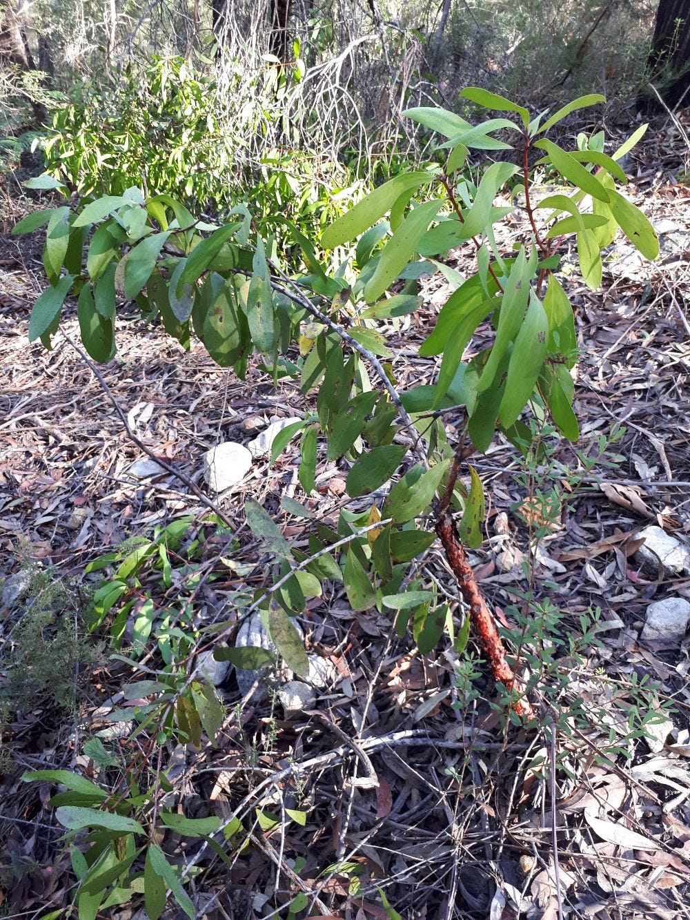Persoonia [tree juvenile sml].jpg