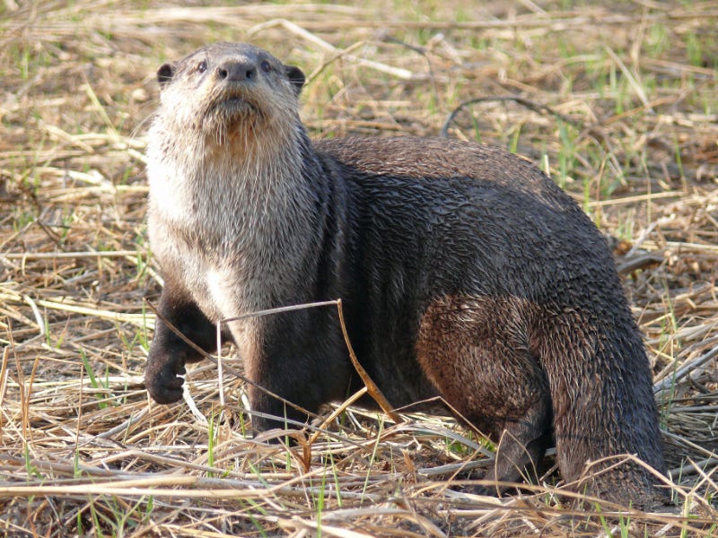 A 4 year old, male African clawless otter, on the bank of the Kavango river, Namibia
