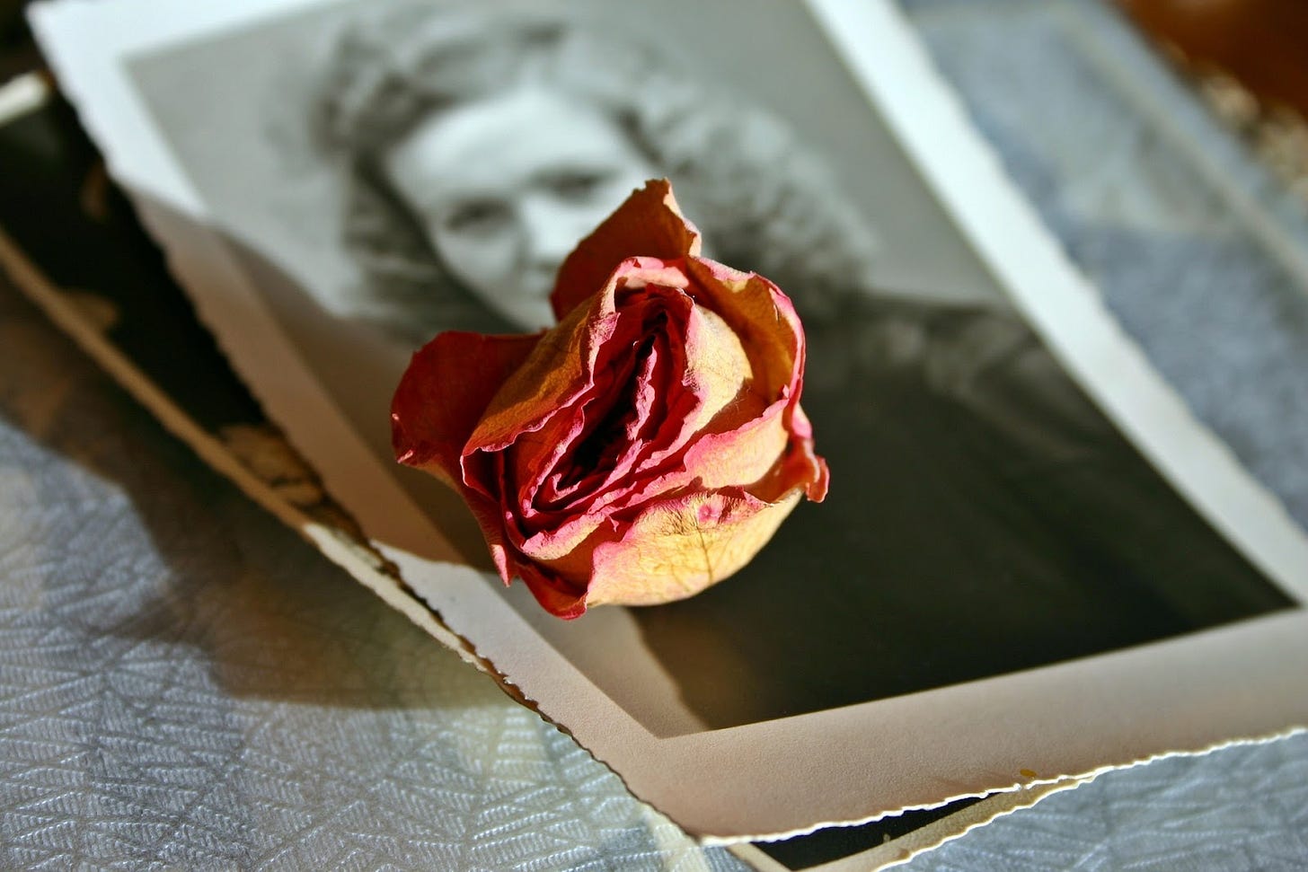 A withered rose atop of a faded photo of a woman