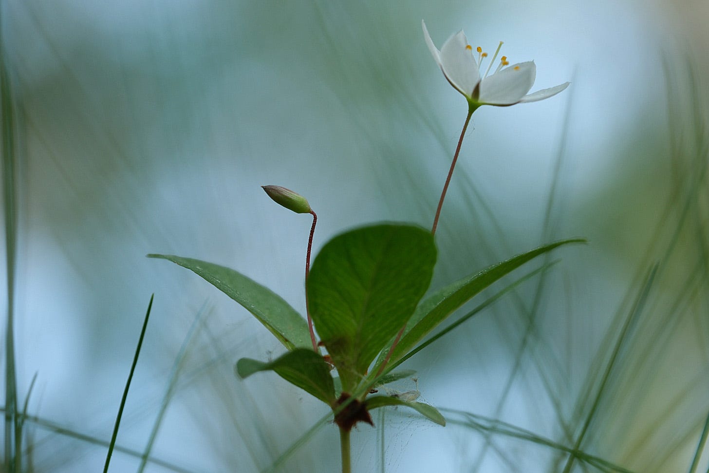Close up of delicate white arctic starflowers / chickweed wintergreen (Lysimachia europaea)