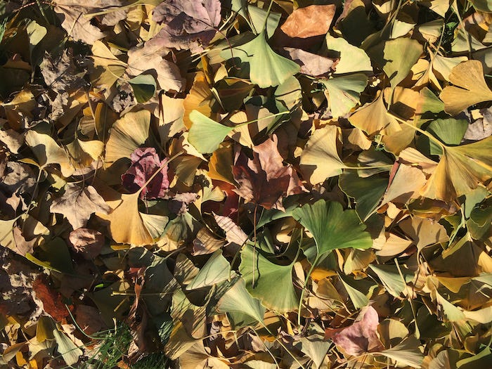 Green and yellow ginkgo leaves on the ground, mingled with other leaves