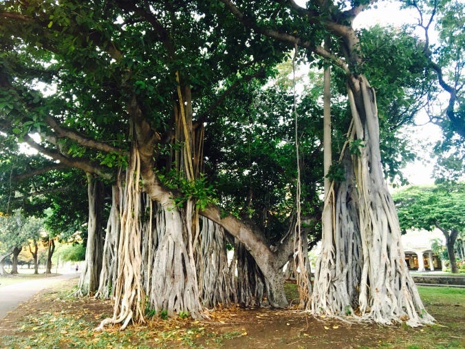 (Ficus benghalensis) in Honolulu, Hawaii