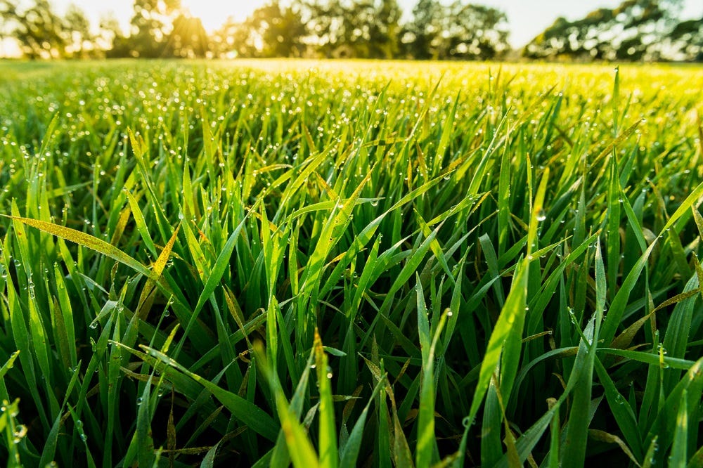 Barley grass photograph.
