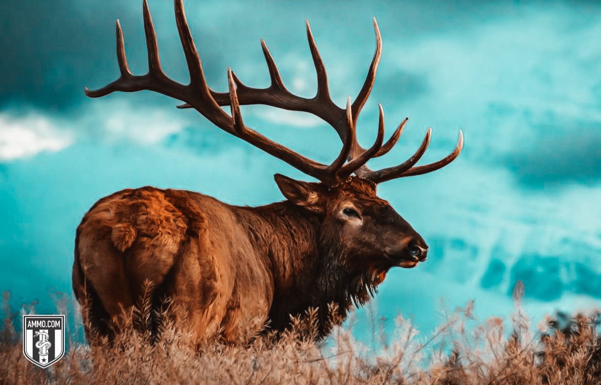 Image of an Elk