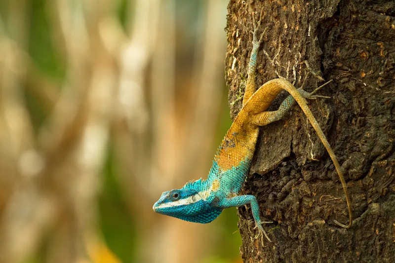 lagarto de Camboya que acaba de ser descrito y que cambia de color como estrategia de defensa