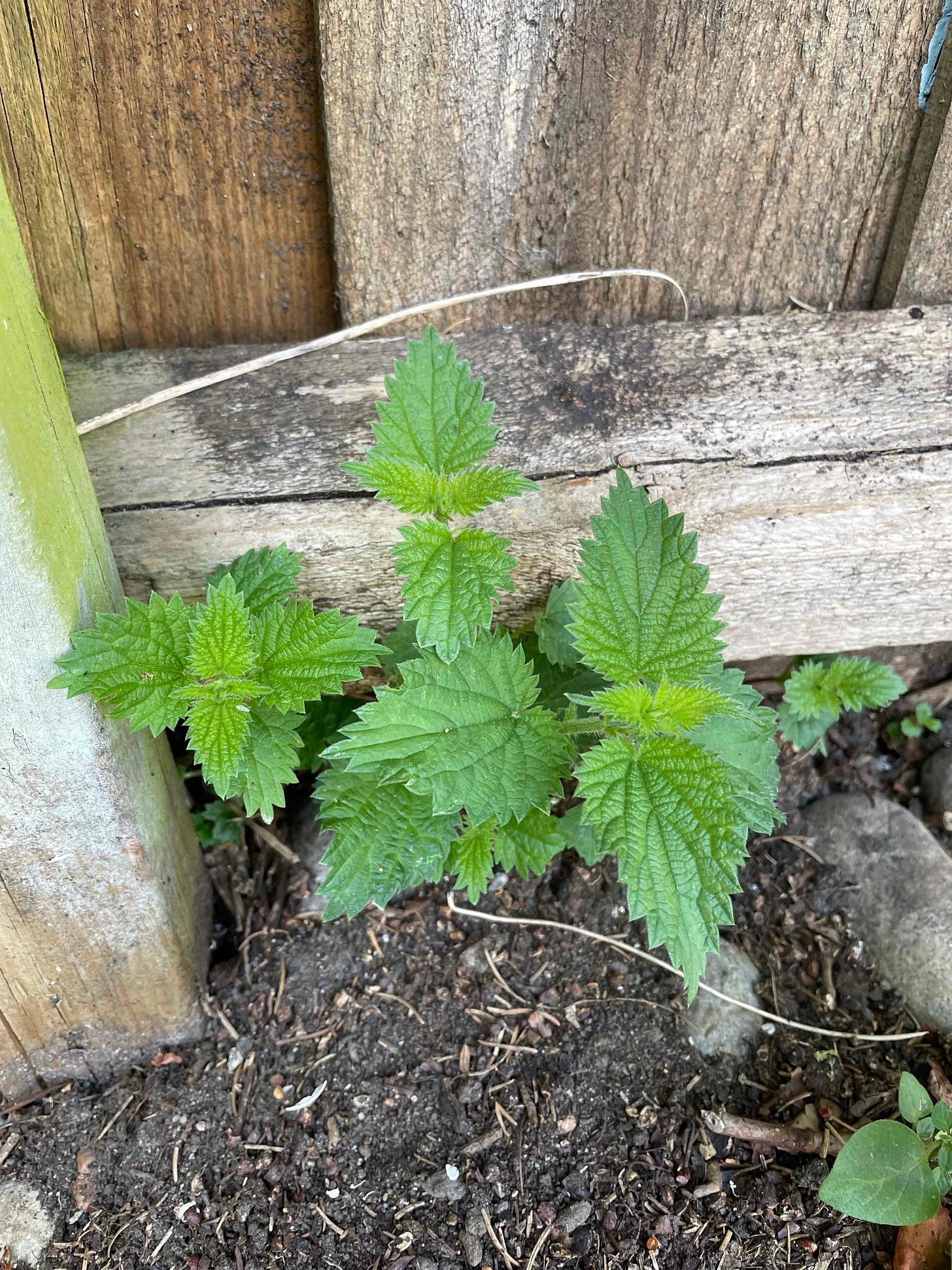 photo of nettles by Sabrina Simpson