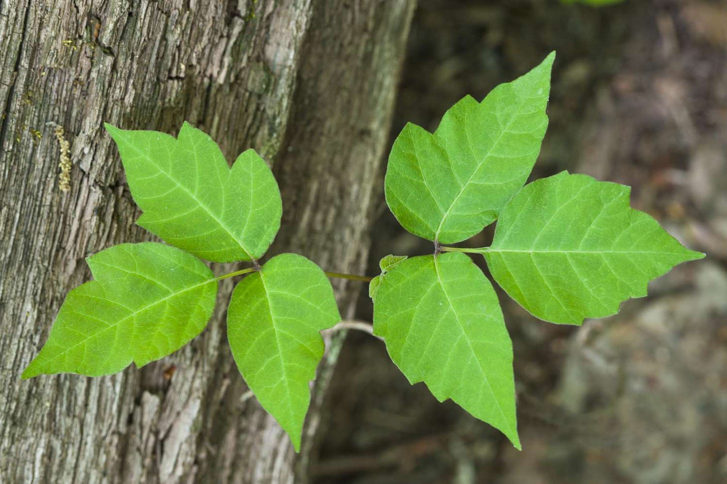 Poison Ivy Rash: How To Identify, Symptoms, Causes