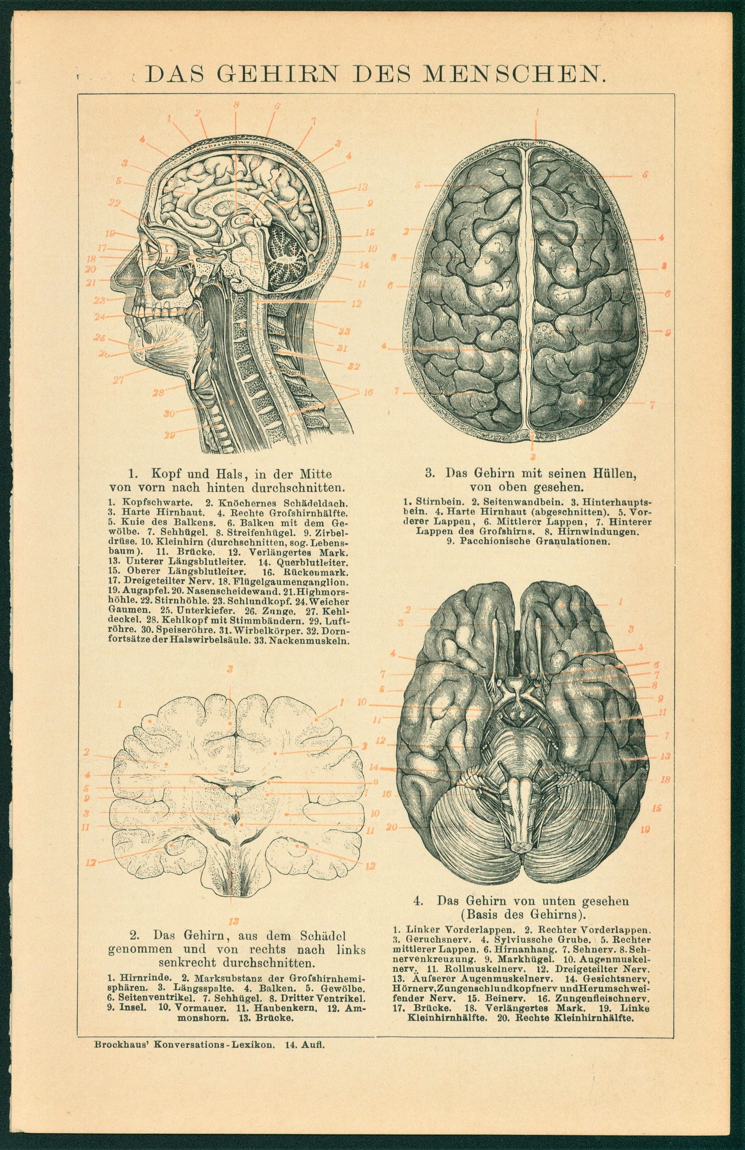 Human Brain Anatomy- Original Antique Print - Authentic Vintage Posters