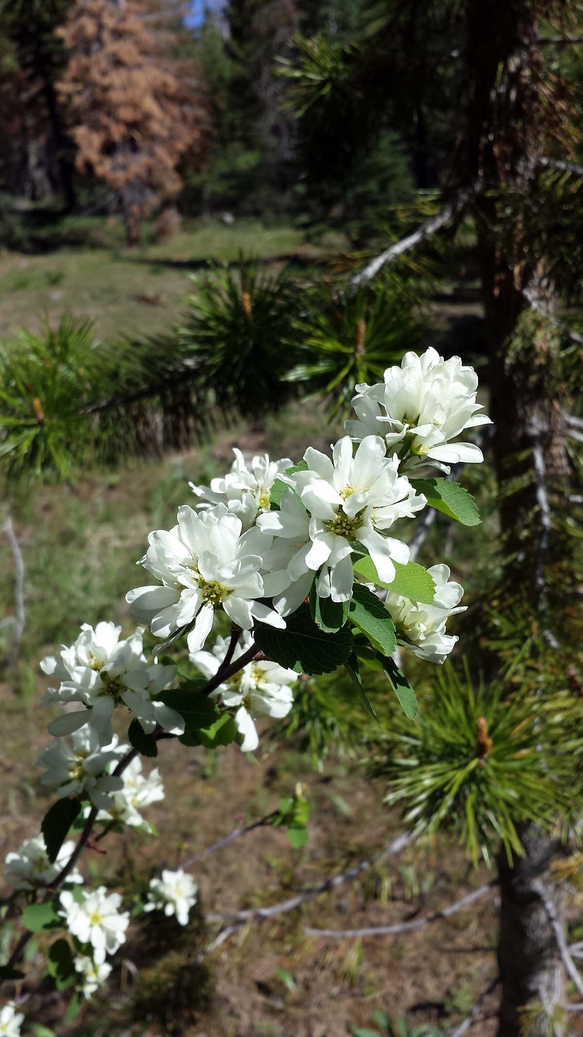 A serviceberry bush in flower.