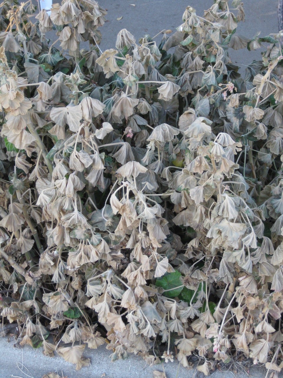 Frostbitten pelargonium plant