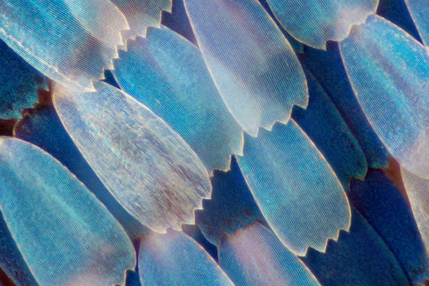 Extreme Vergroting Butterfly Vleugel Onder De Microscoop Stockfoto en meer  beelden van Vlinder - iStock