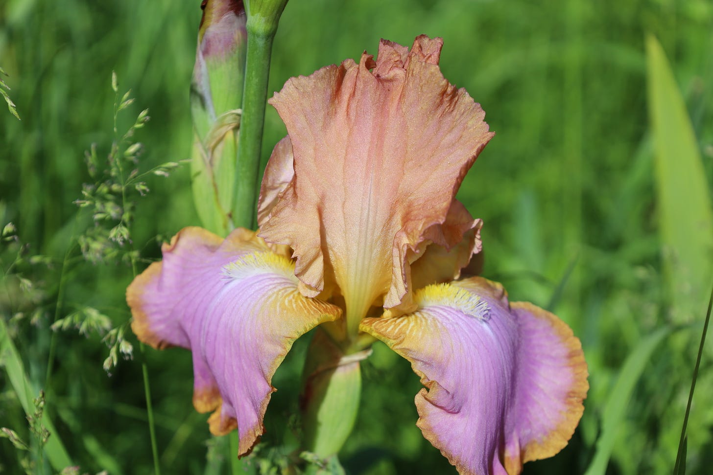 Yet another iris at the Genuine Faux Farm