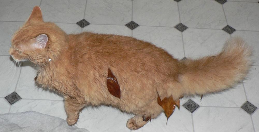 grubbycat grubbycat