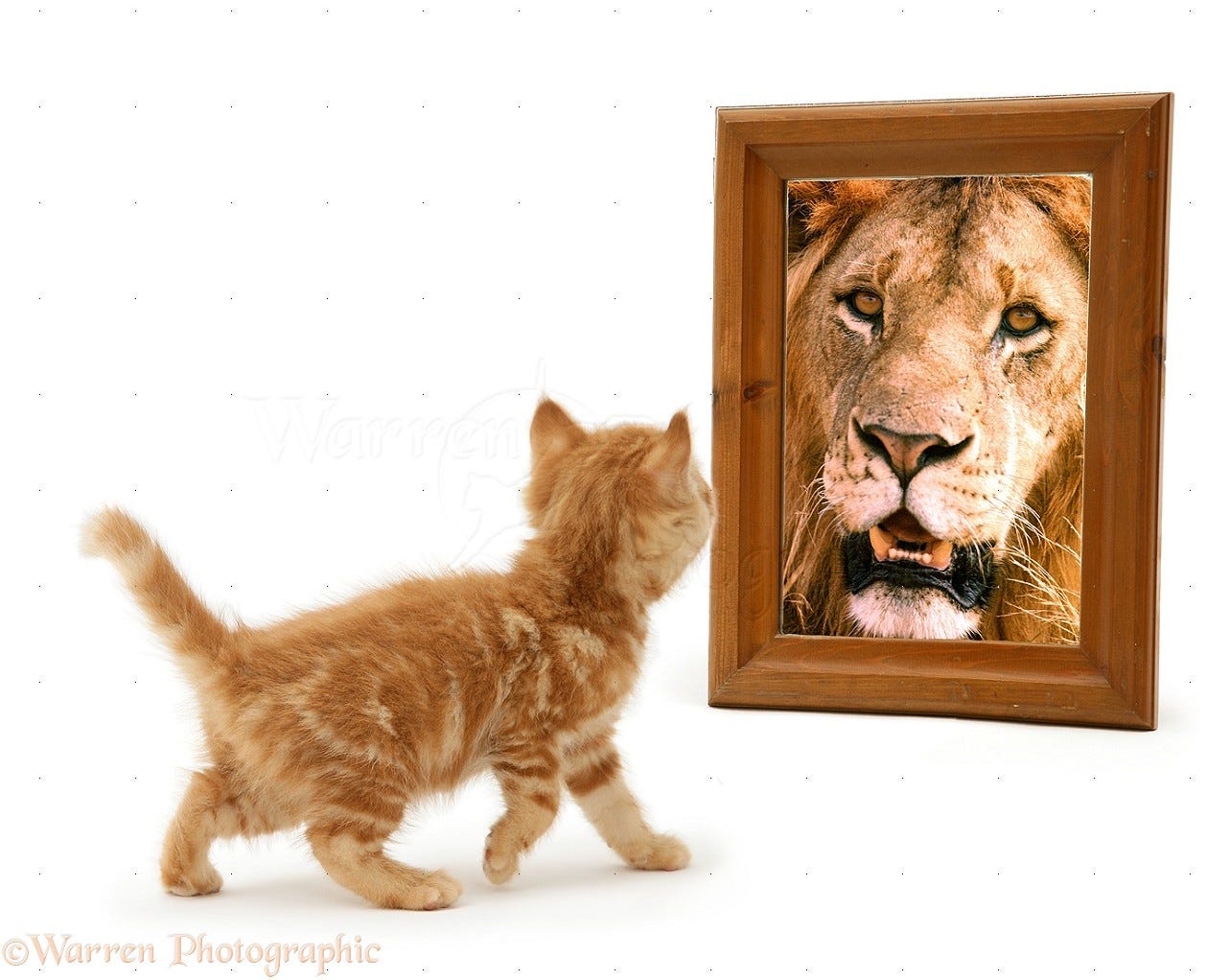 Ginger kitten looking in mirror and seeing a lion photo WP13545