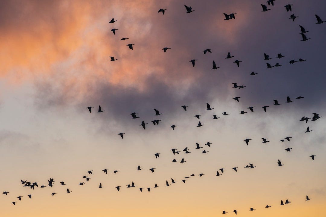 flock of birds flying during daytime