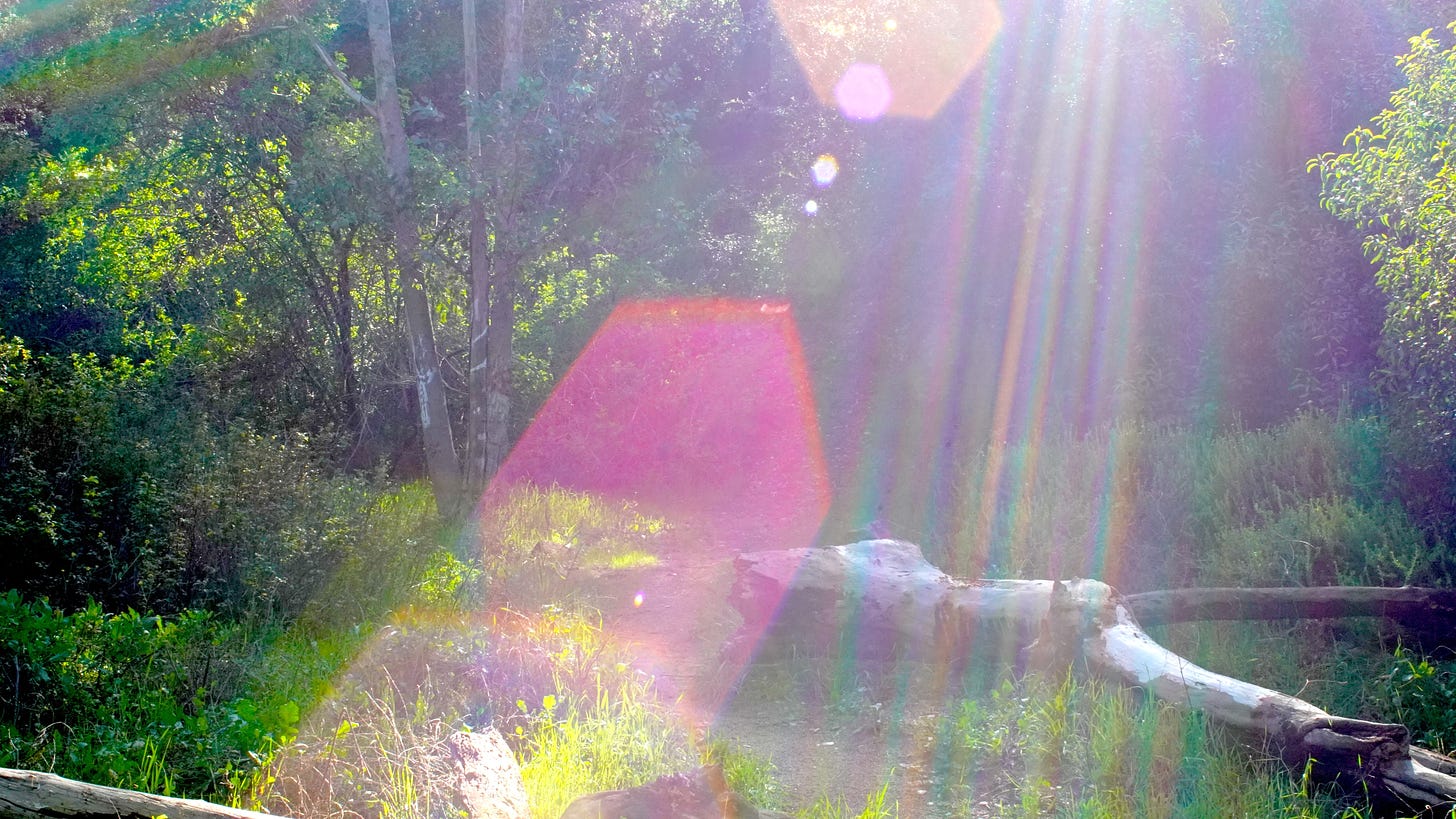 A fallen log in a green meadow bathed in a rainbow lens flare.