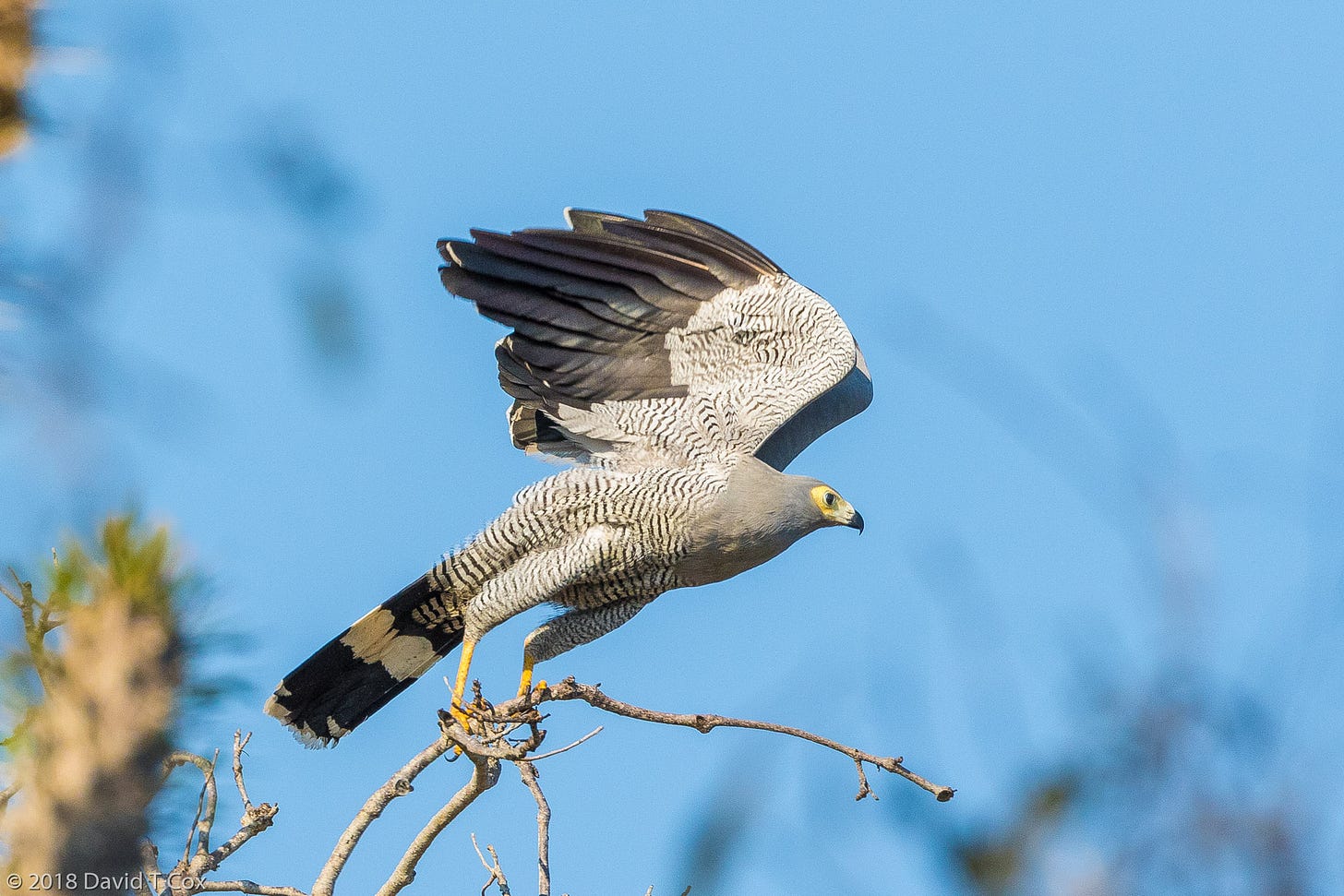 Madagascar Harrier-Hawk, Reniala Reserve, Ifaty, Madagascar - Dave's ...