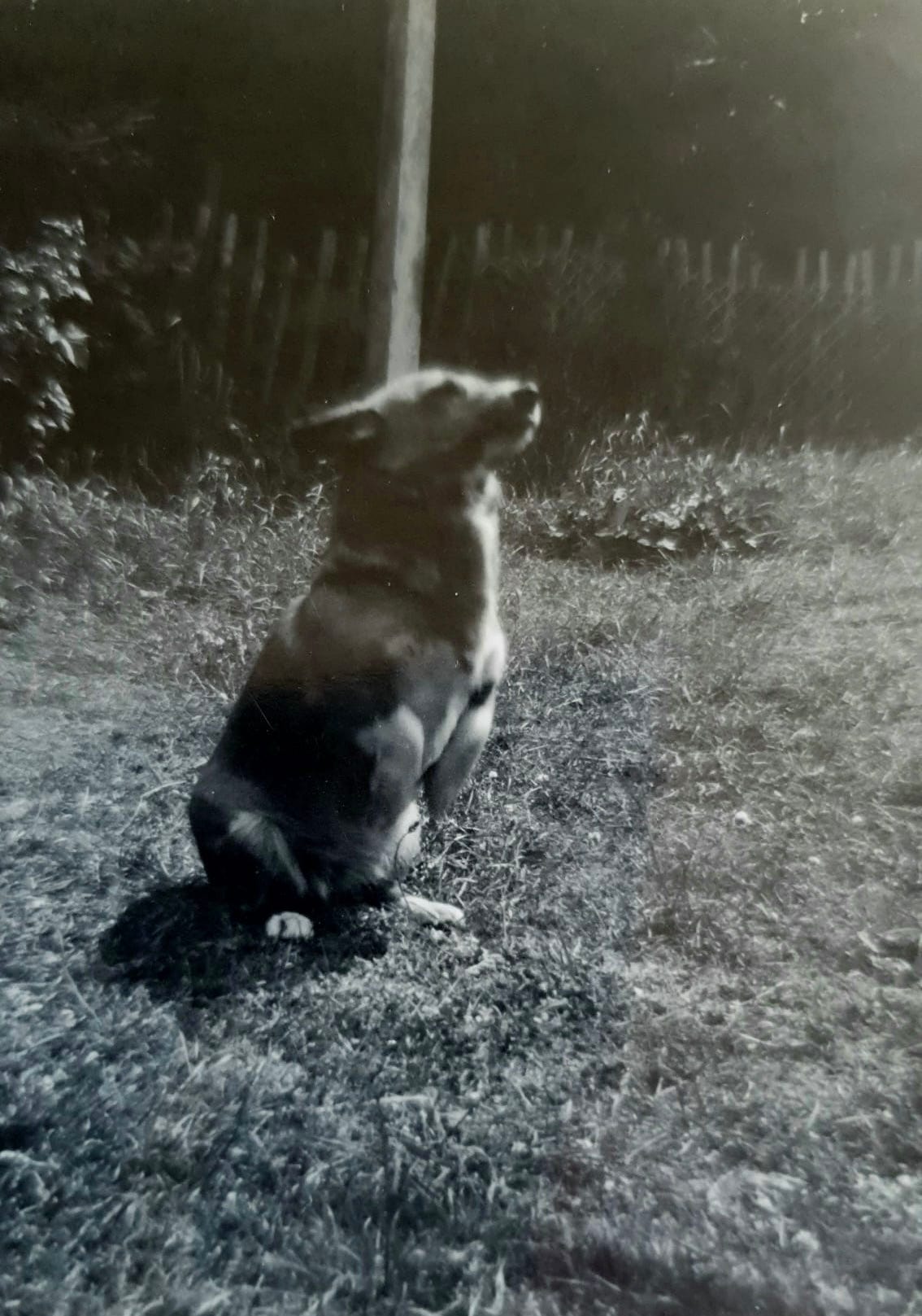 A corgi dog