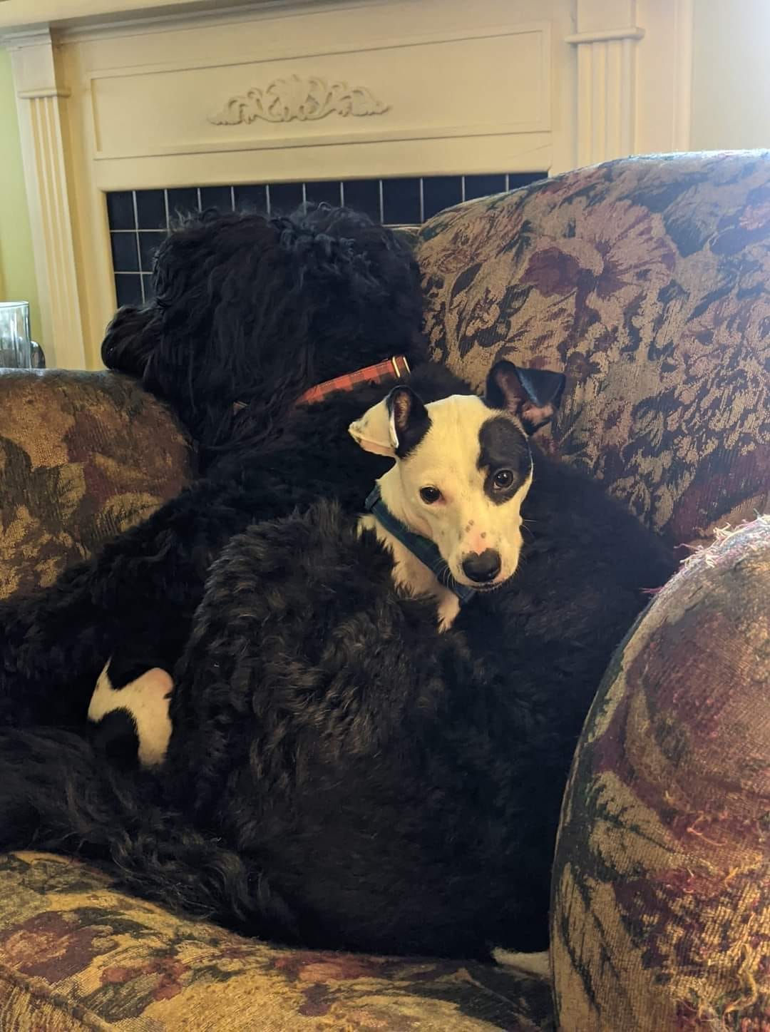 A small black and white dog lies with a giant black dog curled around him. They look content.