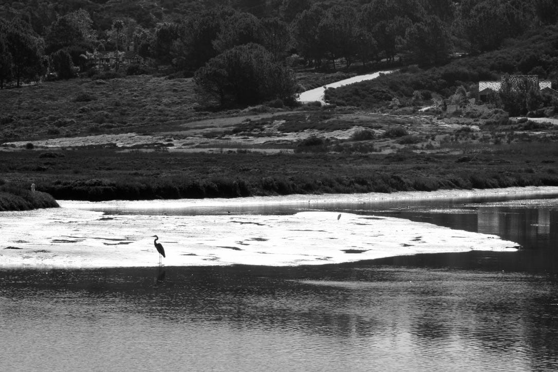 A bird standing on a river

Description automatically generated