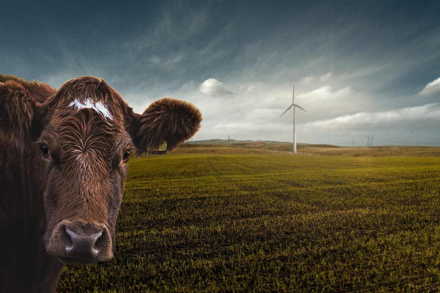 a cow looking toward the camera, on a field with a wind turbine in the background