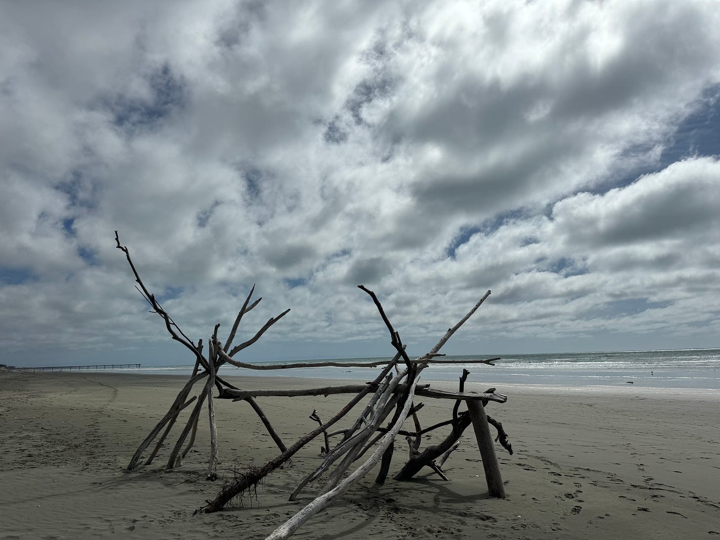 Driftwood on a beach in New Zealand