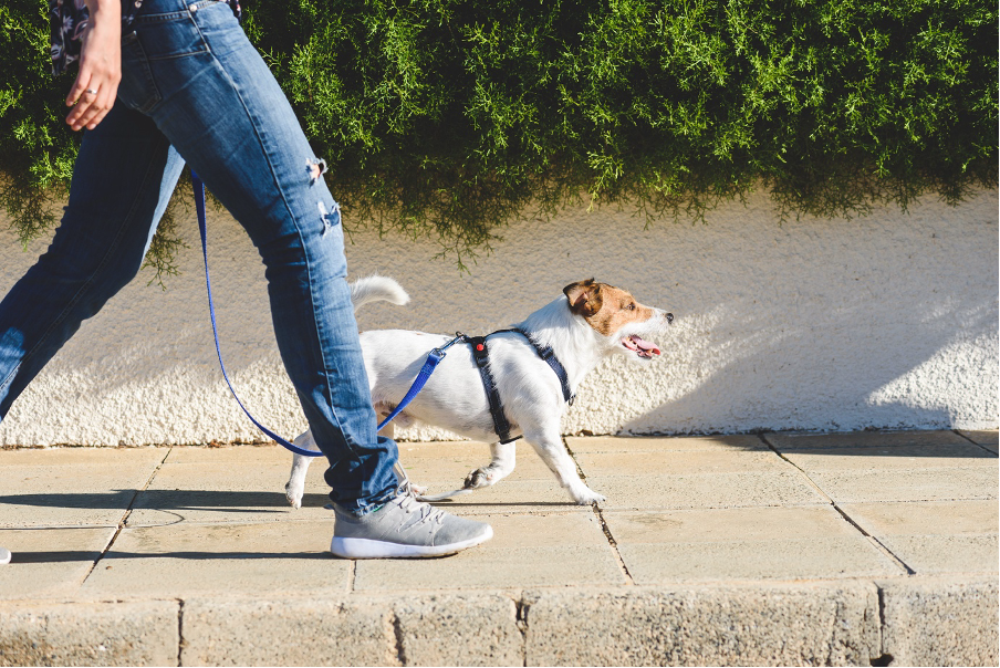 person walking a dog