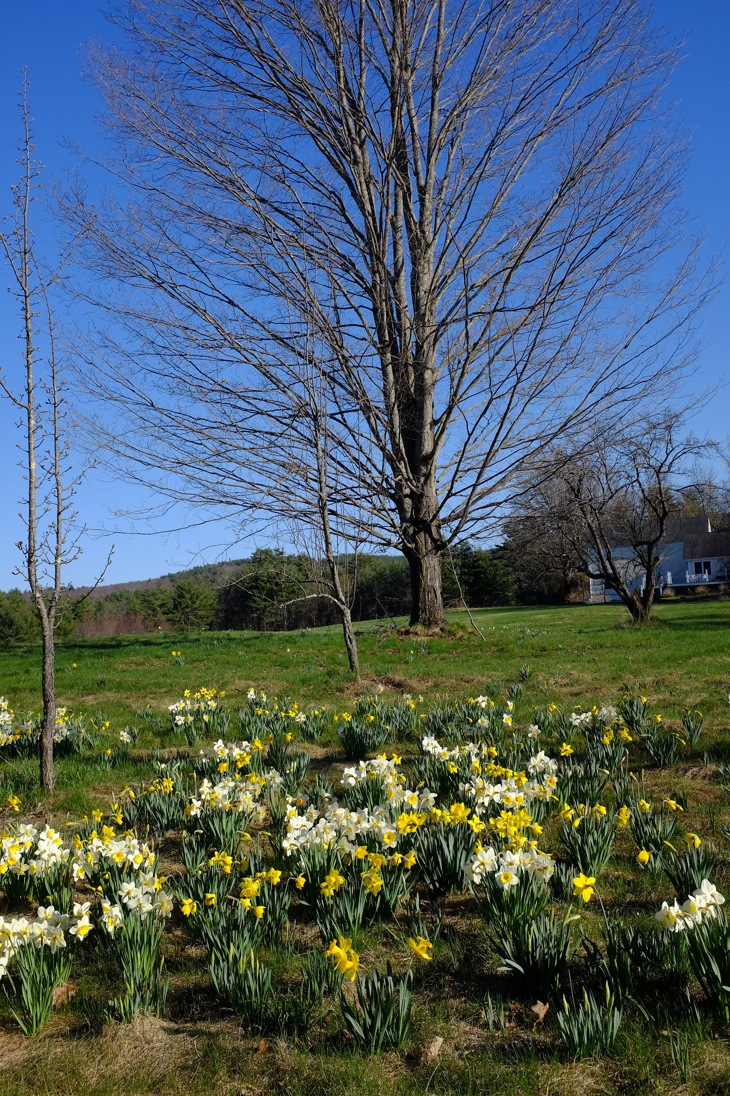 daffodils and a big bare tree
